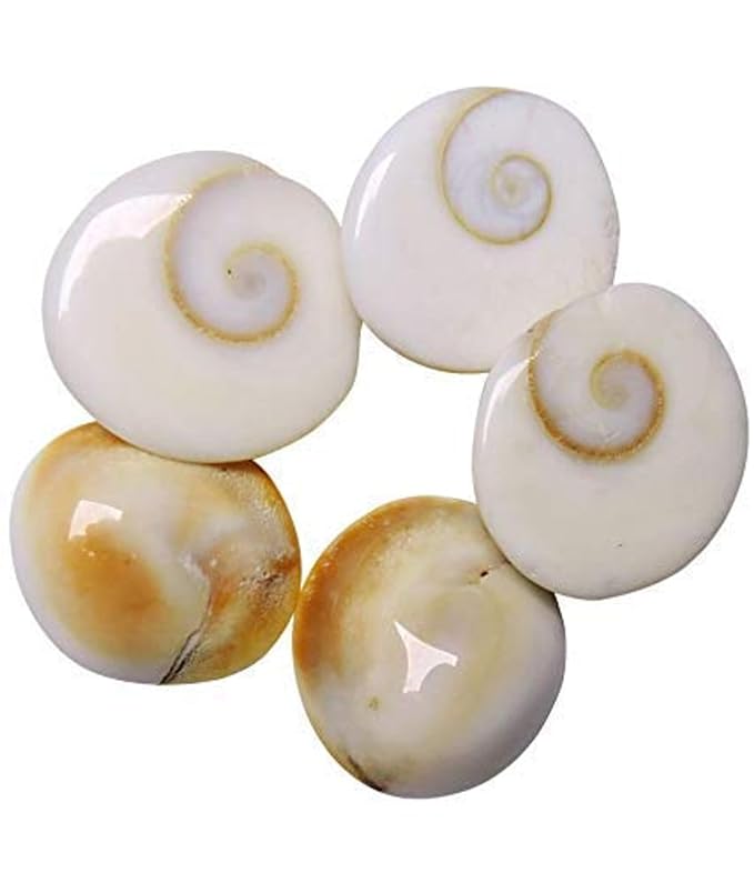 செல்வத்தை ஈர்க்கும் கோமதி சக்கரம்